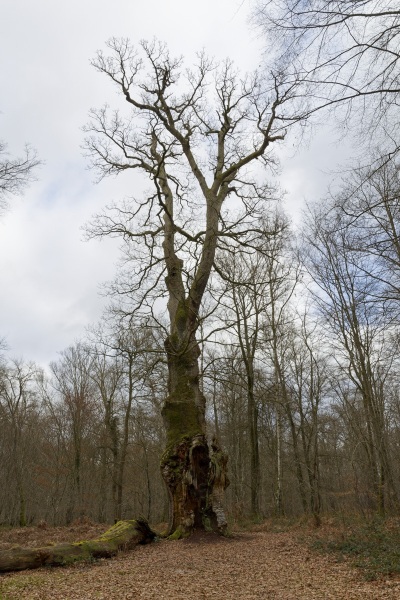 Âge estimé 750 ans. Présumé plante au milieu du règne Saint-Louis (1226-1270). Un des plus vieux arbres des forêts de France