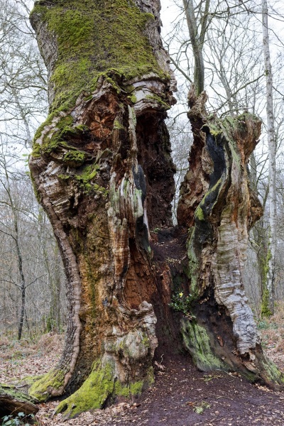 L'intégralité du trons est infesté par des champignons