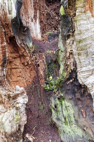 L'intégralité du trons est infesté par des champignons