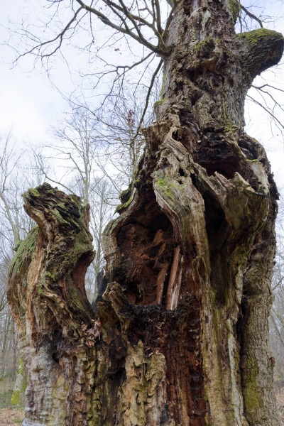 L'intégralité du trons est infesté par des champignons